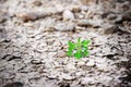 Young plant tree growing on cracked earth, theme green grass rising on burned cracked ground. Royalty Free Stock Photo