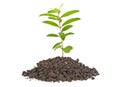 Young plant tree growing seedling in soil isolated on white background Royalty Free Stock Photo