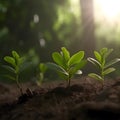 Young soils , plant tree in nature, farm Royalty Free Stock Photo