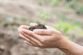 Young plant of vagetable with ground on hand Royalty Free Stock Photo