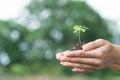 Young plant of vagetable with ground on hand Royalty Free Stock Photo