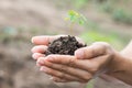 Young plant of vagetable with ground on hand Royalty Free Stock Photo