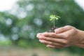 Young plant of vagetable with ground on hand Royalty Free Stock Photo