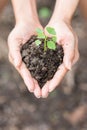 Young plant of vagetable with ground on hand Royalty Free Stock Photo