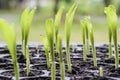 Young plant with water drop in the cultivate tray Royalty Free Stock Photo