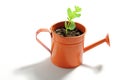 Young Plant in Watering Can Royalty Free Stock Photo