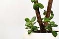 young plant in a white clay pot with a white backdrop Royalty Free Stock Photo