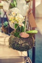 The young plant of the white Orchid Phalaenopsis in the adapted planter with natural material and hanging moss. Modern