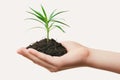 Young plant in woman\'s hand Royalty Free Stock Photo