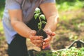 Young plant in wrinkled hands. Seedling in the hands of an elderly woman close-up. Ecology concept, recycling and copy space. Plan