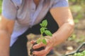 Young plant in wrinkled hands. Seedling in the hands of an elderly woman close-up. Ecology concept, recycling and copy space. Plan