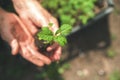 Young plant in wrinkled hands. Seedling in the hands of an elderly woman close-up. Ecology concept, recycling and copy space. Plan