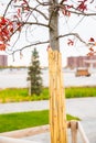 Young planted oak with reeds bandage. Protection from cold, insects, sunlight. Gardening. Front view, vertical photo