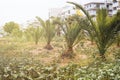 young planted palm trees along the road