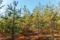 Young planting of pines. Nature of Belarus