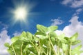 Young plants Royalty Free Stock Photo