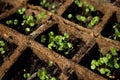 Young plants grown in flowerpot