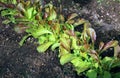 Young plants of arugula salad Royalty Free Stock Photo