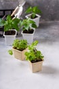 Young plants of basil in pots. Spring seedlings. Gardening concept, springtime Royalty Free Stock Photo