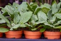 Young plants of blue borage starflowers in greenhouse, cultivation of eatable plants and flowers, decoration for exclusive dishes Royalty Free Stock Photo