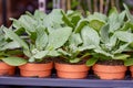 Dutch glass greenhouse, cultivation of strawberries, rows with growing strawberries plants Royalty Free Stock Photo