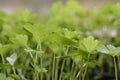 Young plants Royalty Free Stock Photo