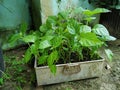 Young plants of chili in pots. Spring seedlings. Gardening concept, springtime.
