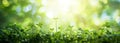 Young Plants, clover growing in soil with sunlight. green world and earth day concept, panorama, copy space Royalty Free Stock Photo