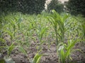 Young plants in a corn field Royalty Free Stock Photo