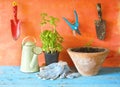 Young plants,gardening concept Royalty Free Stock Photo
