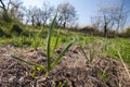 Young plants of garlick Royalty Free Stock Photo