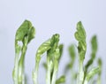 Young plants of green peas Royalty Free Stock Photo