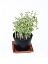 Young plants of green peas in a pot isolated Royalty Free Stock Photo