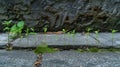 Young plants growing through a crack in pavement Royalty Free Stock Photo
