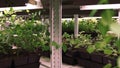 Young plants growing in green house. Plants growing up in farm for business