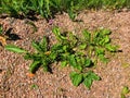 Young plants are growing near the edge of a gravel road Royalty Free Stock Photo