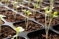 Young plants growing in nursery tray in the garden