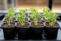 Young plants growing in small pots on a windowsill, representing new life and growth Royalty Free Stock Photo