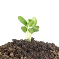 Young plants growing on soil against white Royalty Free Stock Photo