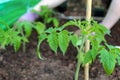 Young plants of Growing tomatoes on vegetable bed in garden and bluured background of farmer`s hands