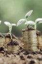 Young plants growing on towers of golden coins Royalty Free Stock Photo