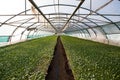 Young plants growing in a very large plant nursery, greenhouse Royalty Free Stock Photo