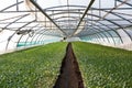 Young plants growing in a very large plant nursery, greenhouse Royalty Free Stock Photo