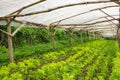 Young plants growing in a very simple plant nursery greenhouse Royalty Free Stock Photo