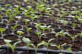 Young plants in nursery plastic tray, Nursery vegetable farm
