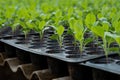 Young plants in nursery plastic tray, Nursery vegetable farm