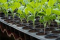 Young plants in nursery plastic tray, Nursery vegetable farm Royalty Free Stock Photo