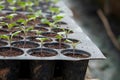 Young plants in nursery plastic tray, Nursery vegetable farm