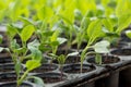 Young plants in nursery plastic tray, Nursery vegetable farm Royalty Free Stock Photo