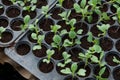 Young plants in nursery plastic tray, Nursery vegetable farm Royalty Free Stock Photo